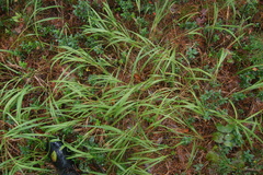 Brachypodium pinnatum
