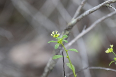 Monotaxis macrophylla