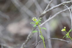 Monotaxis macrophylla