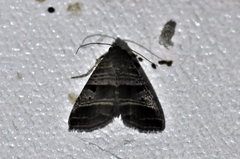 Ozarba punctigera