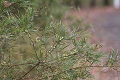Acacia viscidula