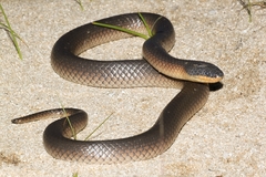 Suta nigriceps