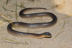 Suta nigriceps