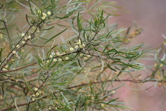 Acacia viscidula