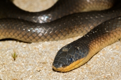 Suta nigriceps
