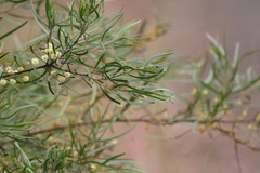 Acacia viscidula
