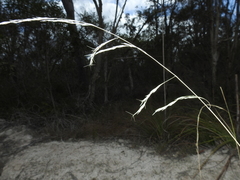 Aristida benthamii benthamii