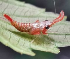 Hylicinae