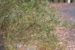 Acacia viscidula