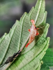 Hylicinae