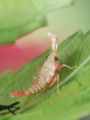 Hylicinae