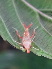 Hylicinae