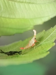 Hylicinae