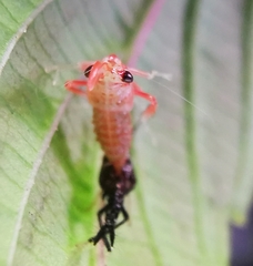 Hylicinae
