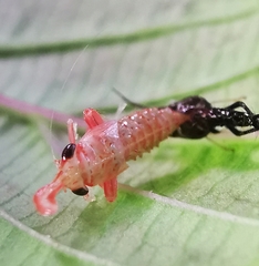 Hylicinae