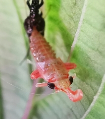 Hylicinae