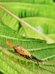 Hylicinae