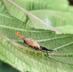 Hylicinae