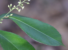 Ilex triflora