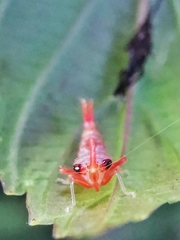 Hylicinae