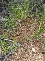 Heliophila pectinata