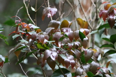 Acacia bakeri