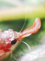 Hylicinae