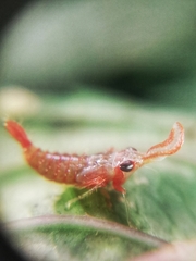 Hylicinae