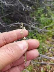 Heliophila pectinata