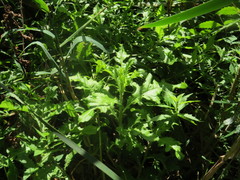 Cirsium arvense arvense