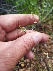 Heliophila pectinata