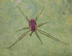 Oligolophus