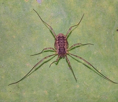 Oligolophus