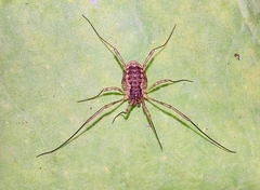 Oligolophus
