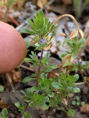 Pogogyne serpylloides