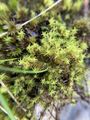 Leptodontium paradoxum