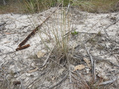 Aristida benthamii benthamii