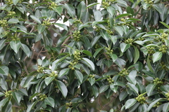 Ficus watkinsiana