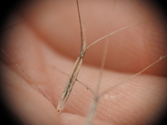 Aristida benthamii benthamii