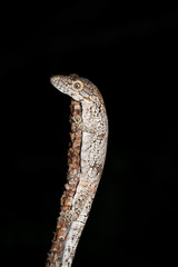 Eurydactylodes agricolae