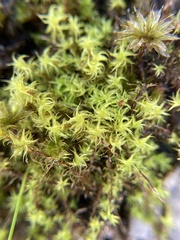 Leptodontium paradoxum