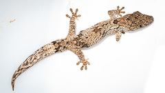 Eurydactylodes agricolae