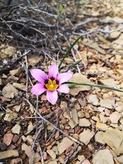 Romulea atrandra