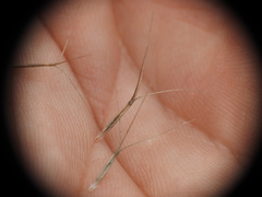 Aristida benthamii benthamii