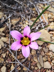 Romulea atrandra