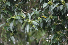 Ficus watkinsiana