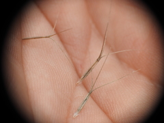 Aristida benthamii benthamii