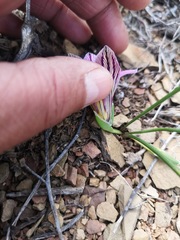 Romulea atrandra
