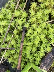 Leptodontium paradoxum