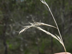 Aristida benthamii benthamii